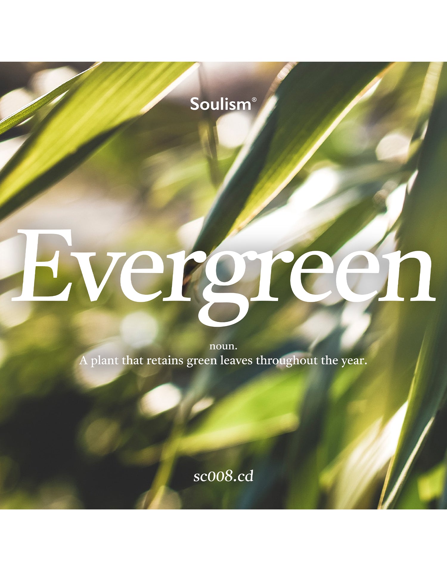 Soulism Evergreen